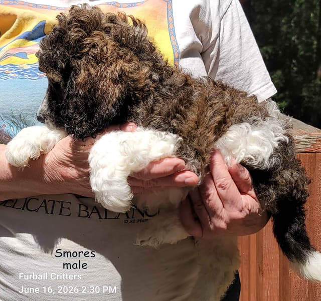 Standard Poodle Puppies media 21