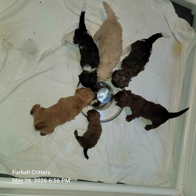 Standard Poodle Puppies media 20
