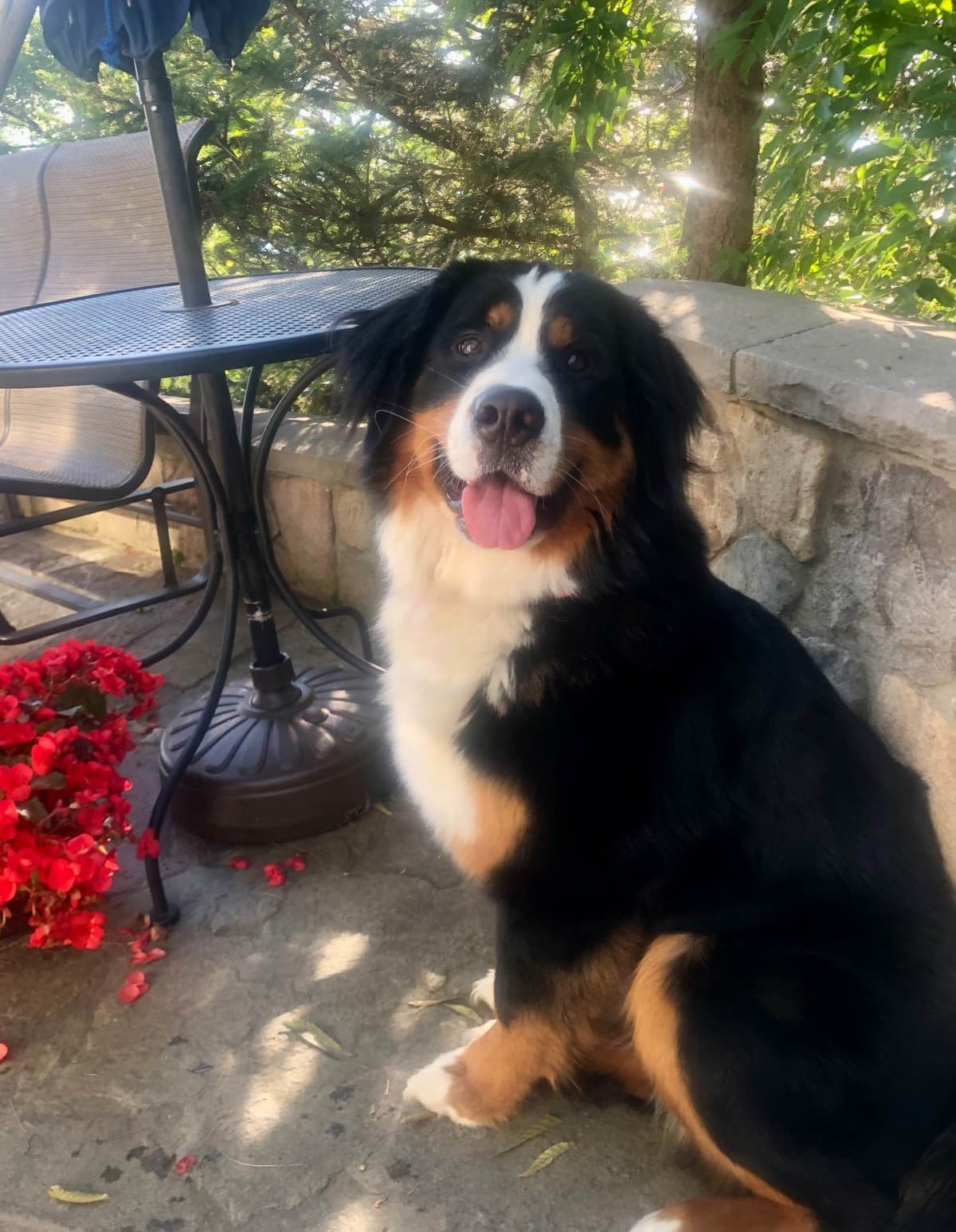 Bernese Mountain Dog Puppies breeder image 3