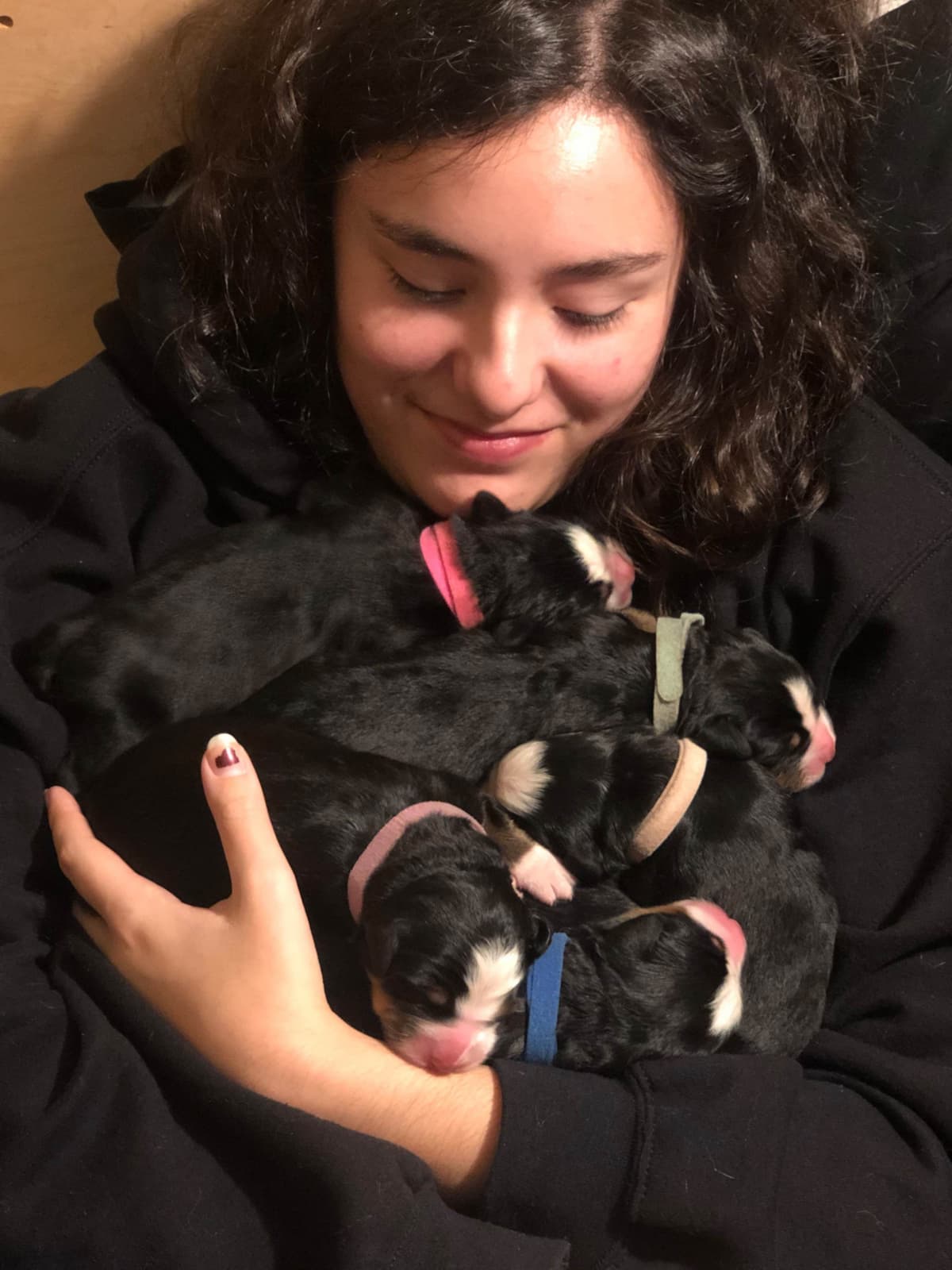 Bernese Mountain Dog Puppies breeder image 1