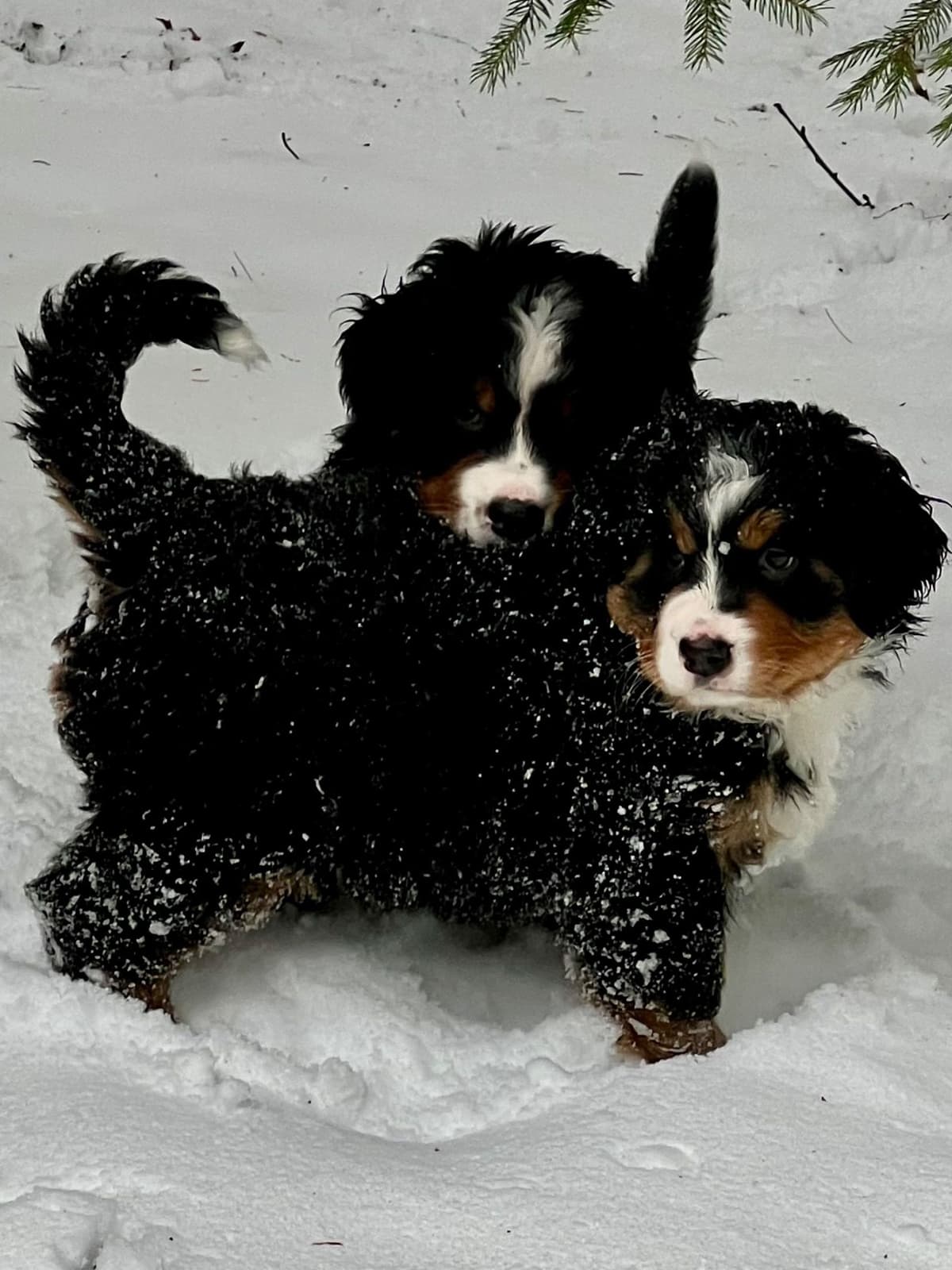 Bernese Mountain Dog Puppies breeder image 7