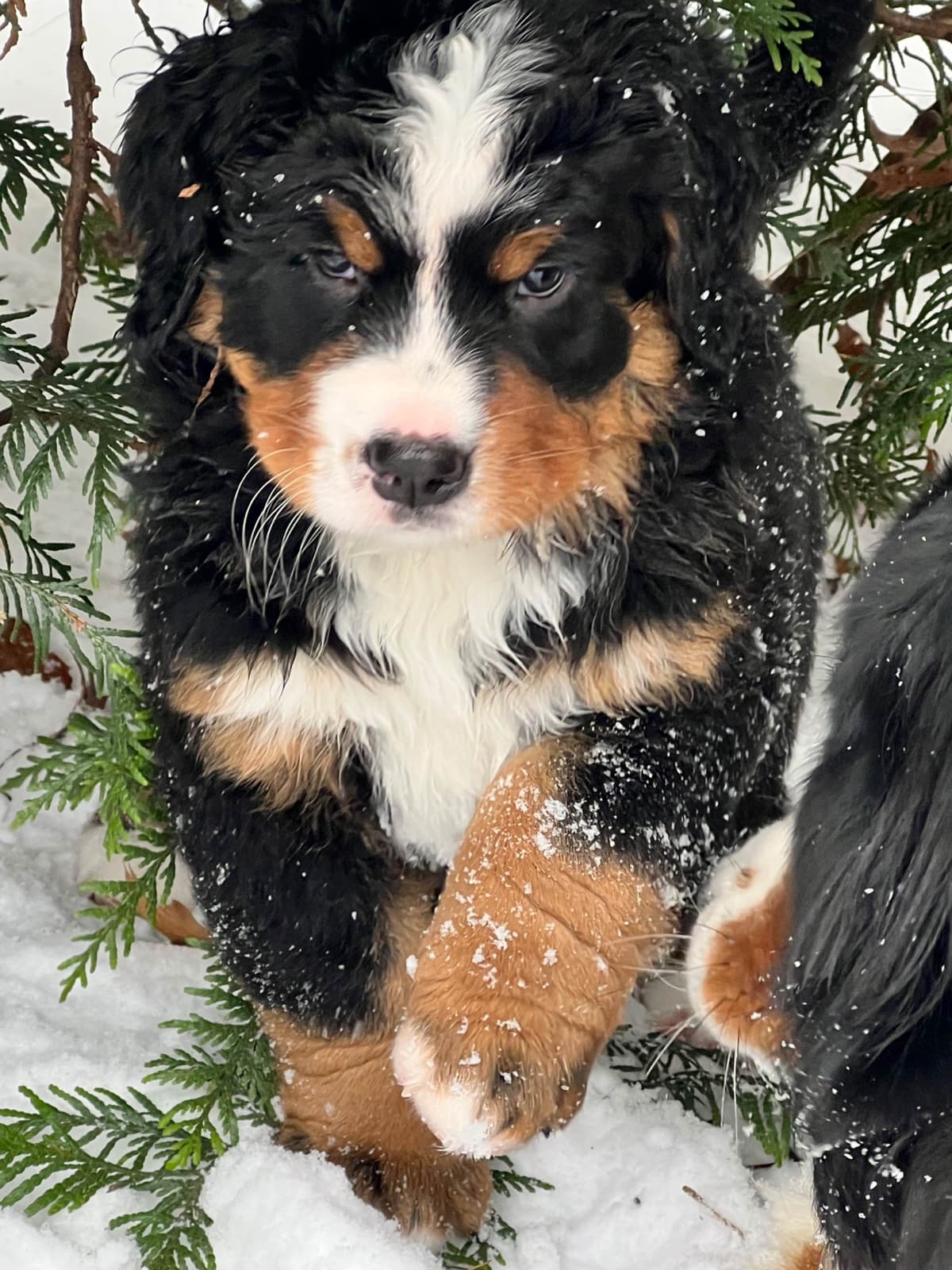 Bernese Mountain Dog Puppies breeder image 6