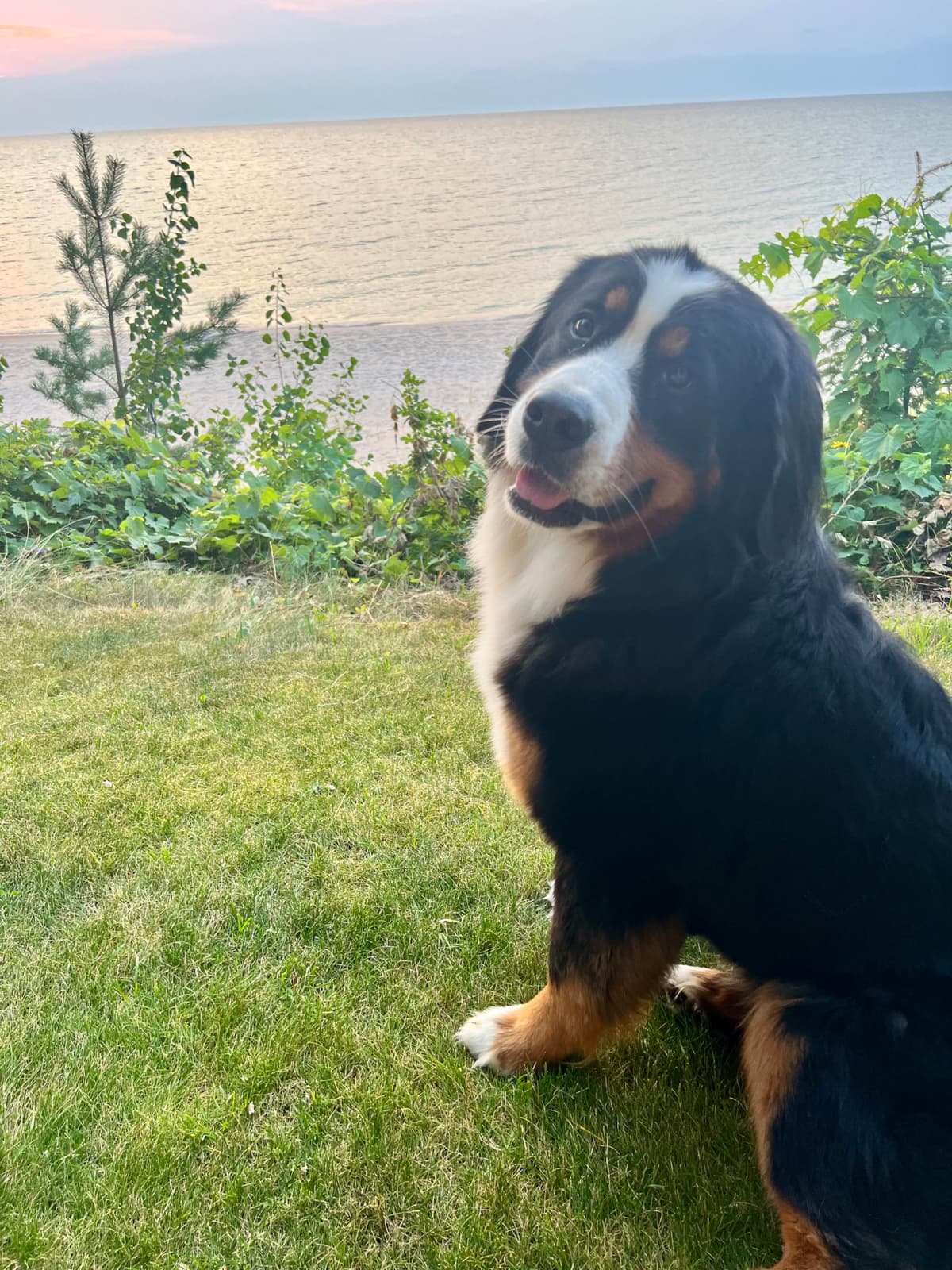 Bernese Mountain Dog Puppies breeder image 5