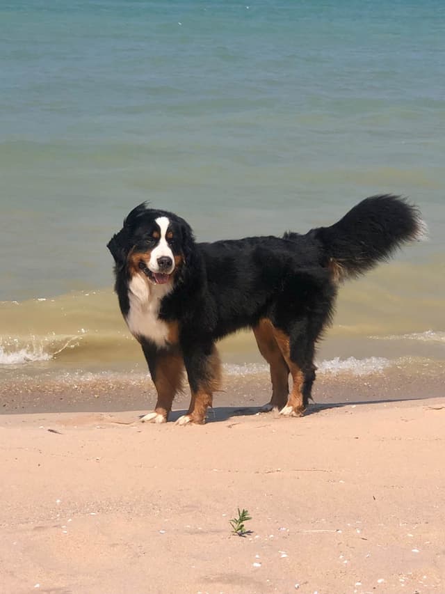 Bernese Mountain Dog Puppies media 2