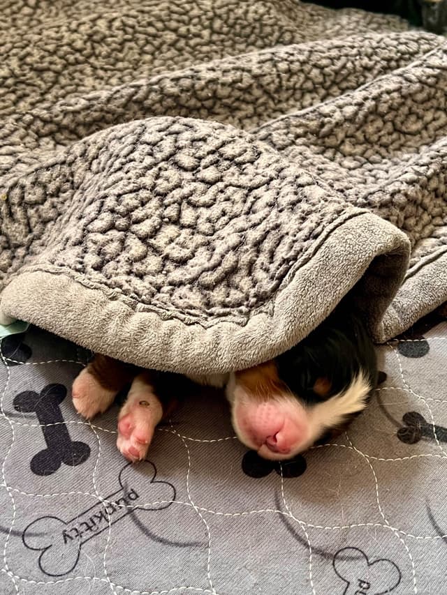 Bernese Mountain Dog Puppies media 3
