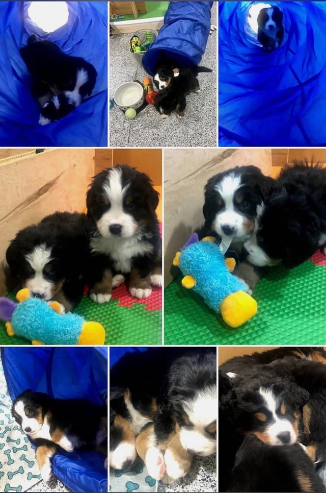 Bernese Mountain Dog Puppies media 4
