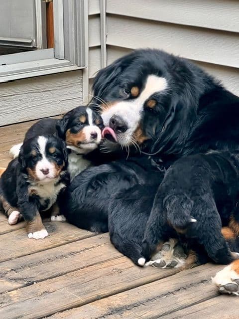 Bernese Mountain Dog Puppies media 5