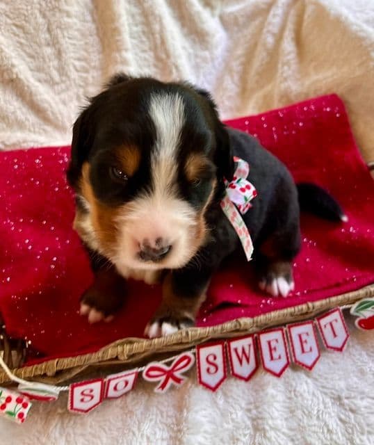 Bernese Mountain Dog Puppies media 6
