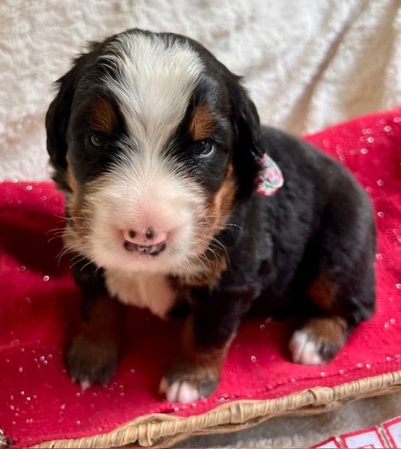Bernese Mountain Dog Puppies media 7