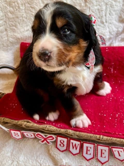 Bernese Mountain Dog Puppies media 8