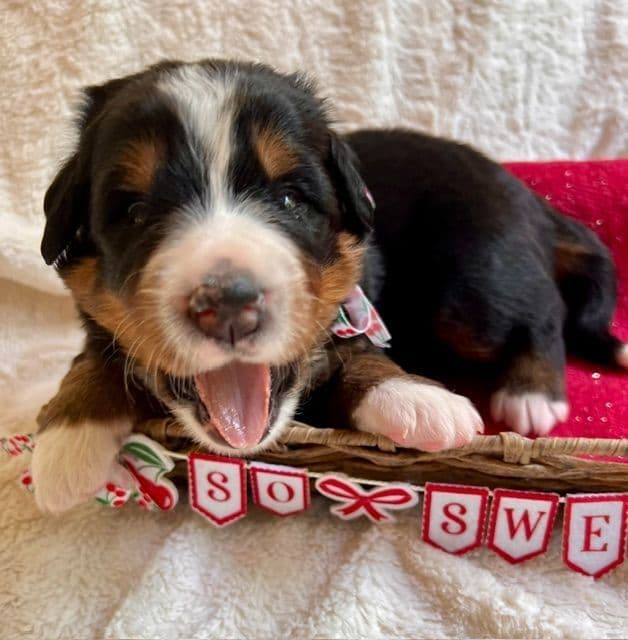 Bernese Mountain Dog Puppies media 9