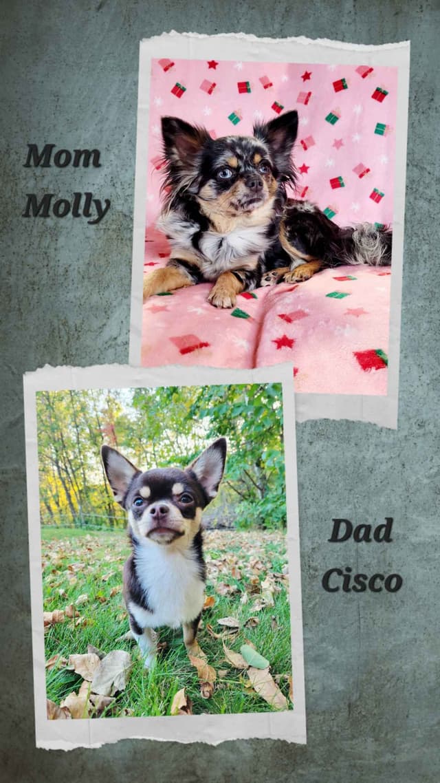 Chihuahua male media 6