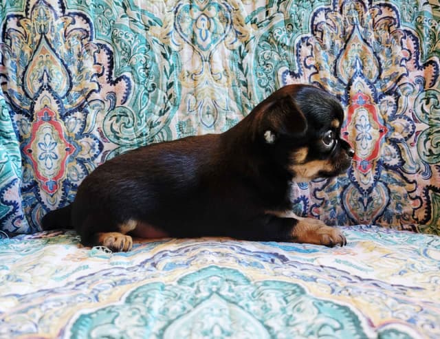 Chihuahua male media 2