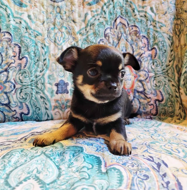 Chihuahua male media 5