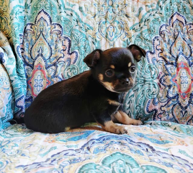 Chihuahua male media 4