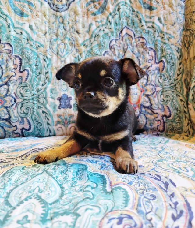Chihuahua male media 3