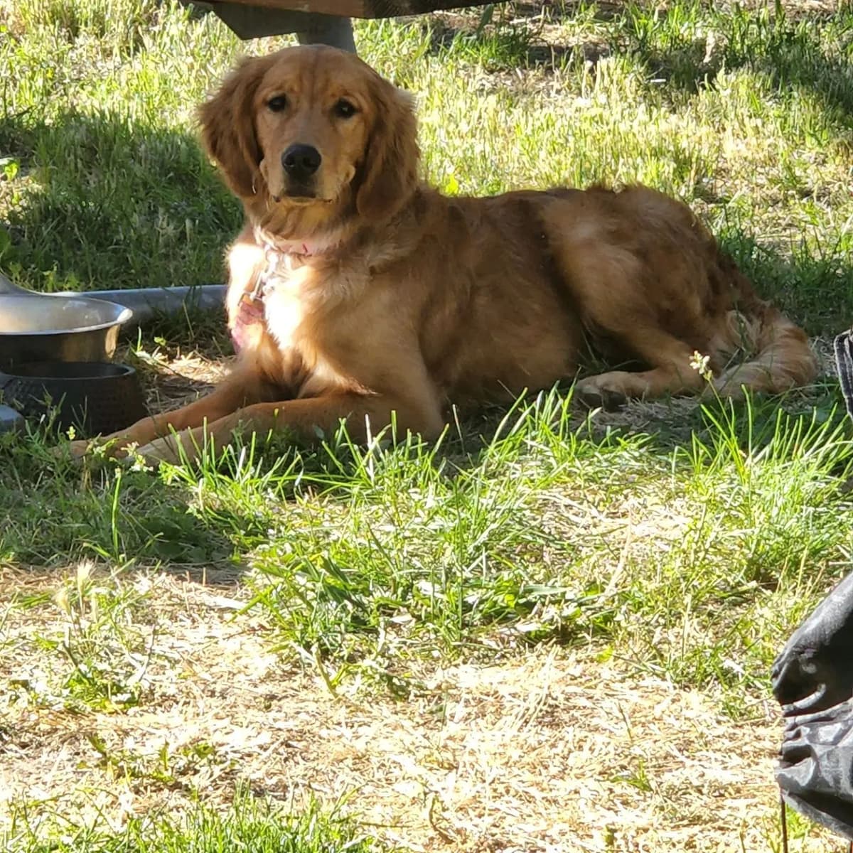 Golden Retriever Puppies breeder image 1