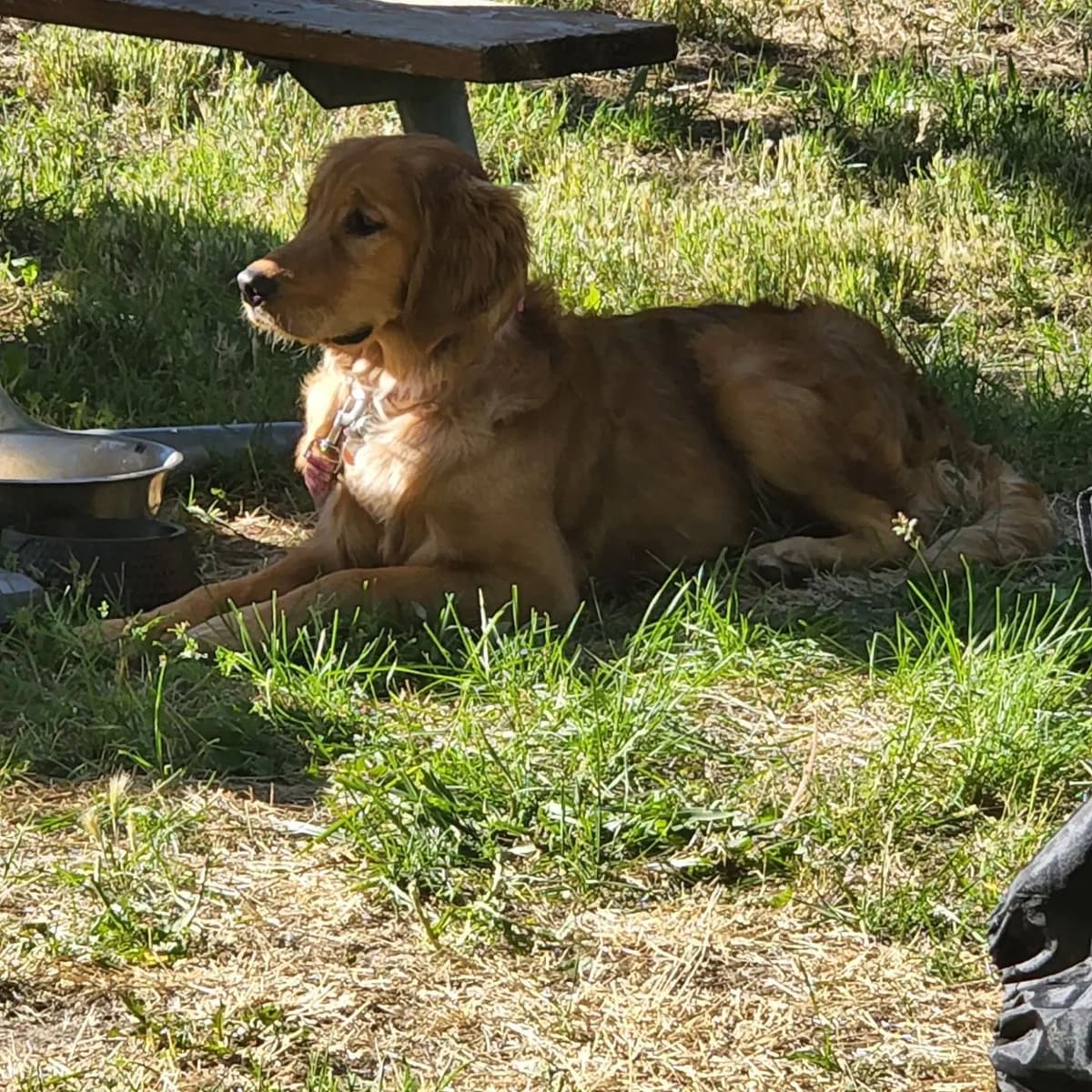 Golden Retriever Puppies breeder image 3