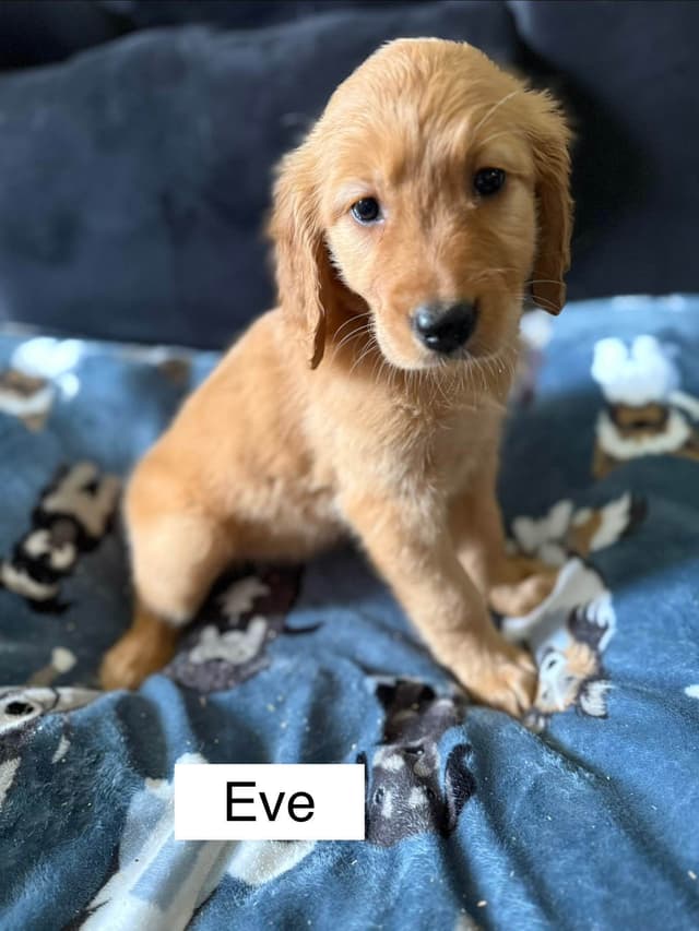 Golden Retriever Puppies media 2