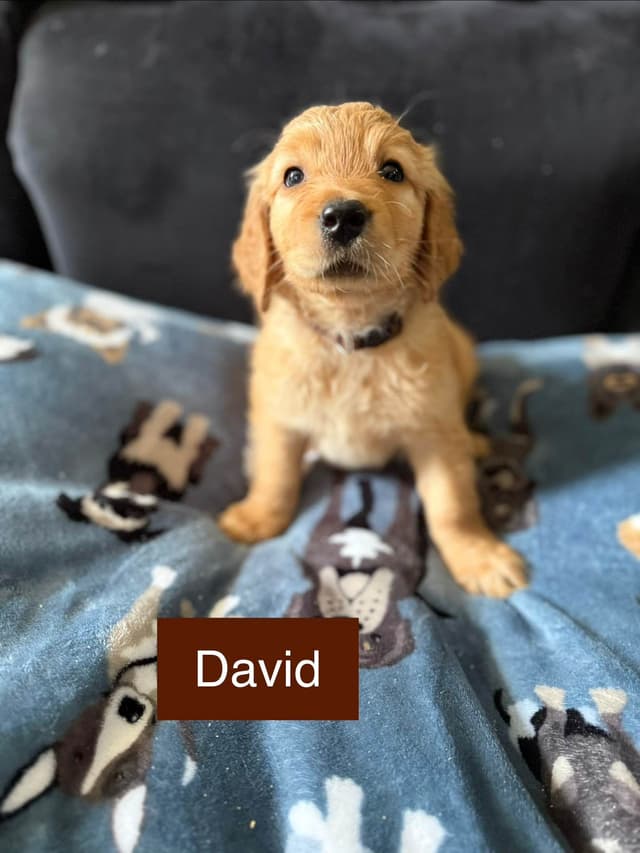 Golden Retriever Puppies media 3