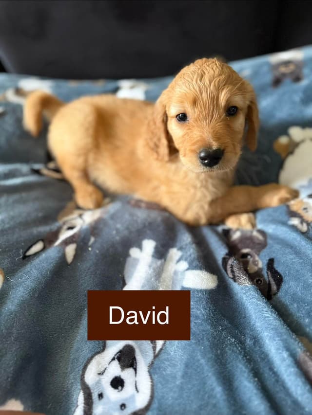 Golden Retriever Puppies media 4