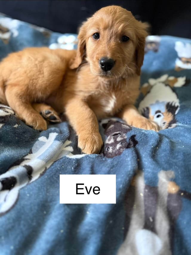 Golden Retriever Puppies media 5