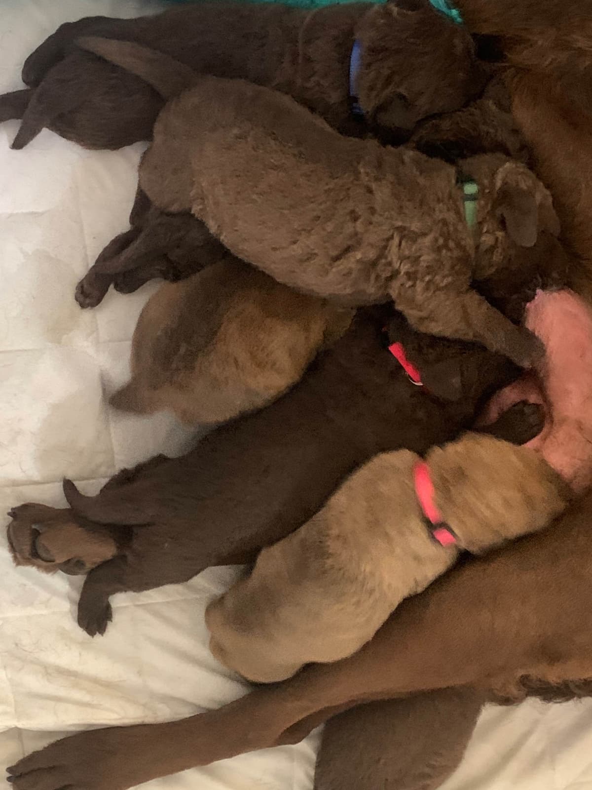 Chesapeake Bay Retrievers - Championship Bloodline breeder image 3