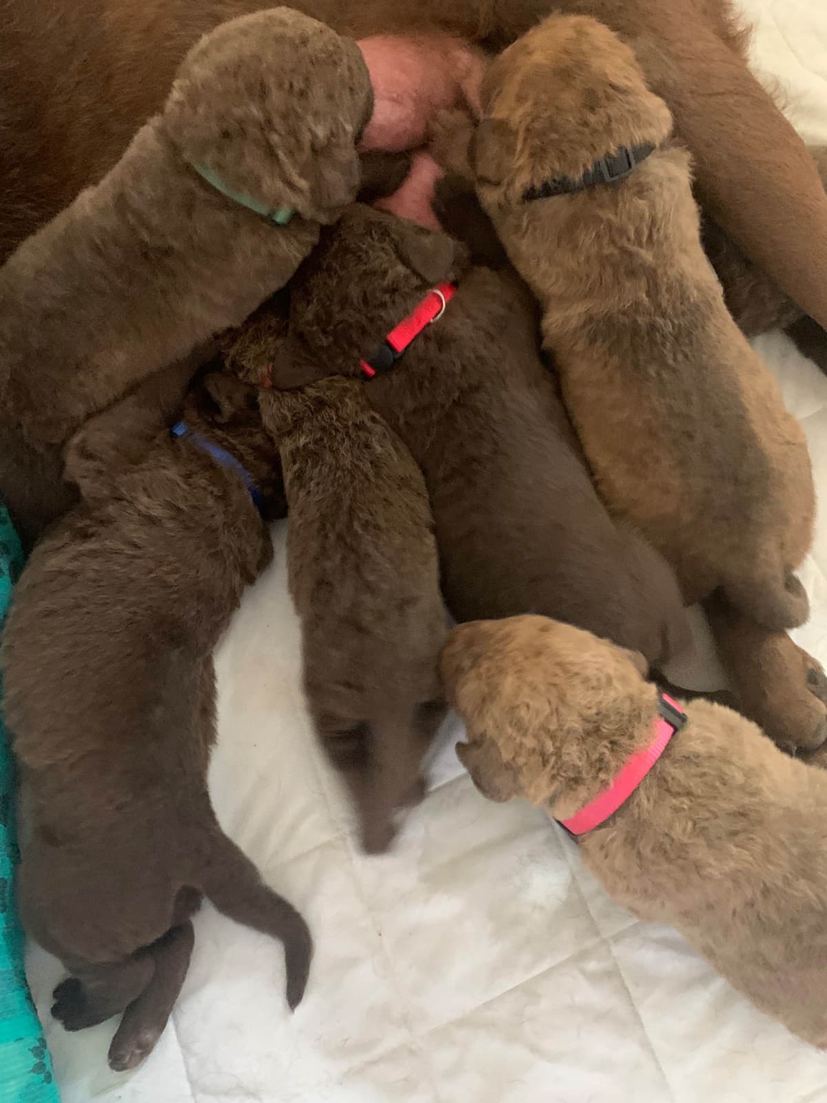 Chesapeake Bay Retrievers - Championship Bloodline breeder image 4