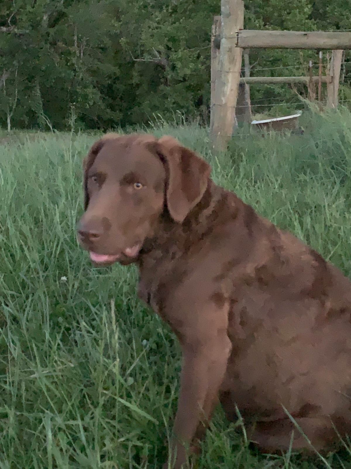 Chesapeake Bay Retrievers - Championship Bloodline breeder image 5