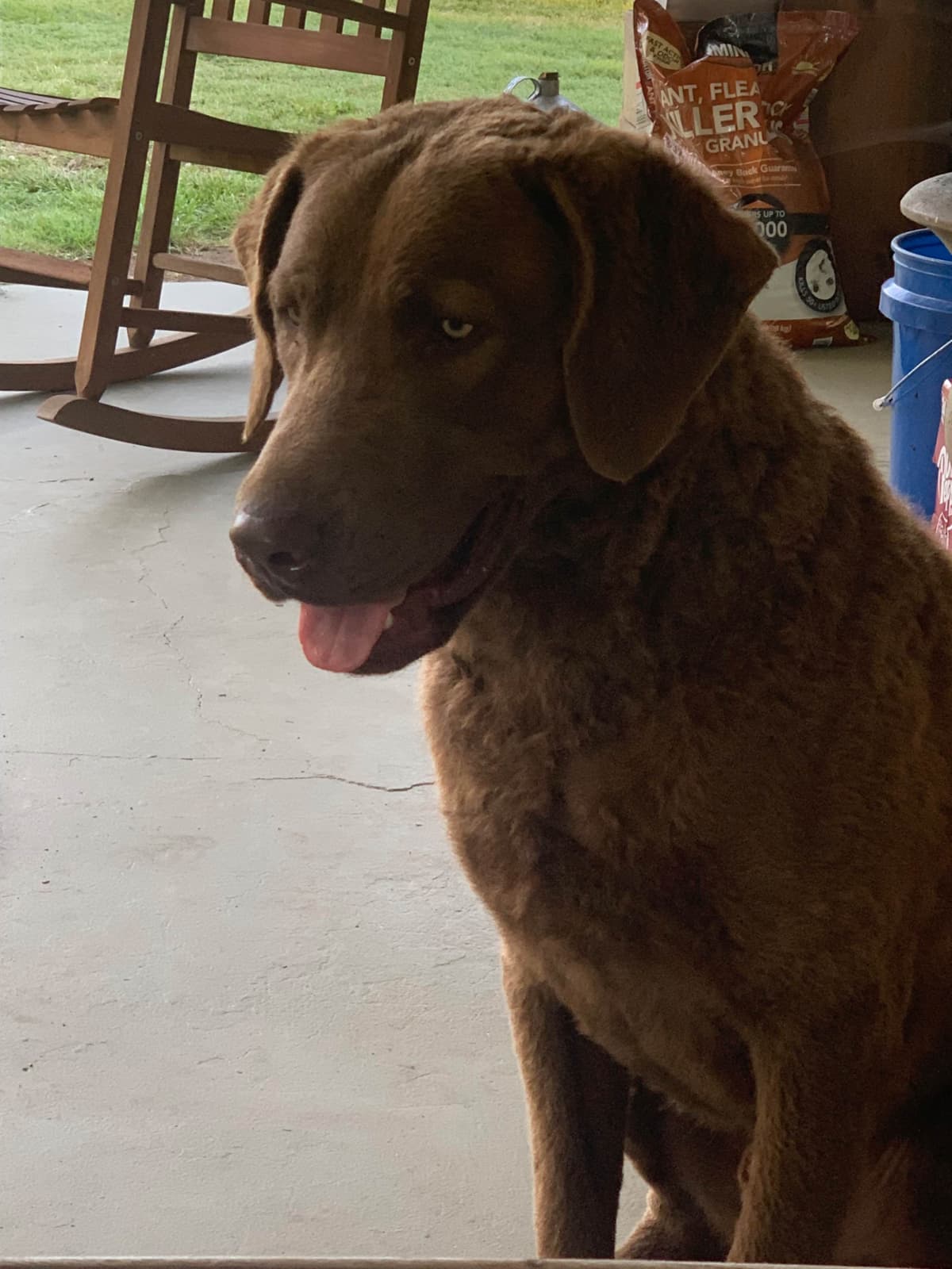 Chesapeake Bay Retrievers - Championship Bloodline breeder image 7