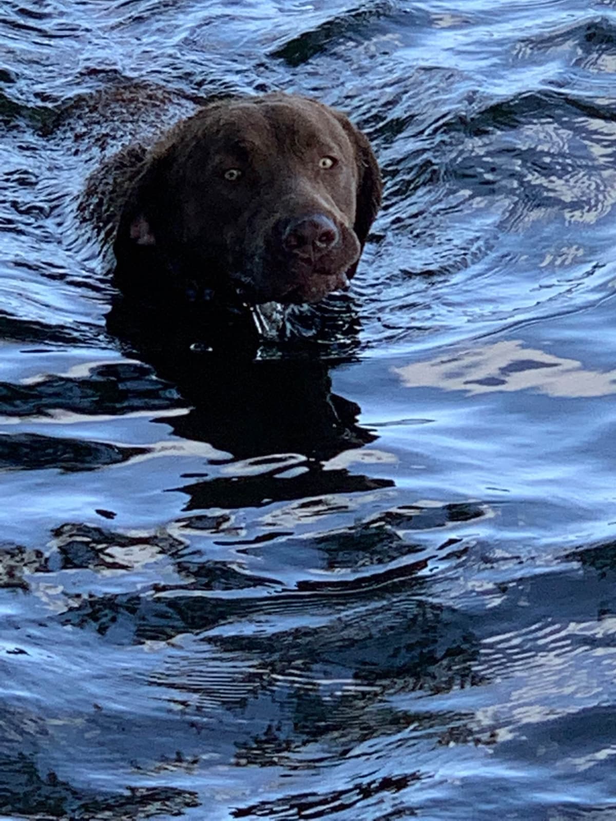 Chesapeake Bay Retrievers - Championship Bloodline breeder image 8