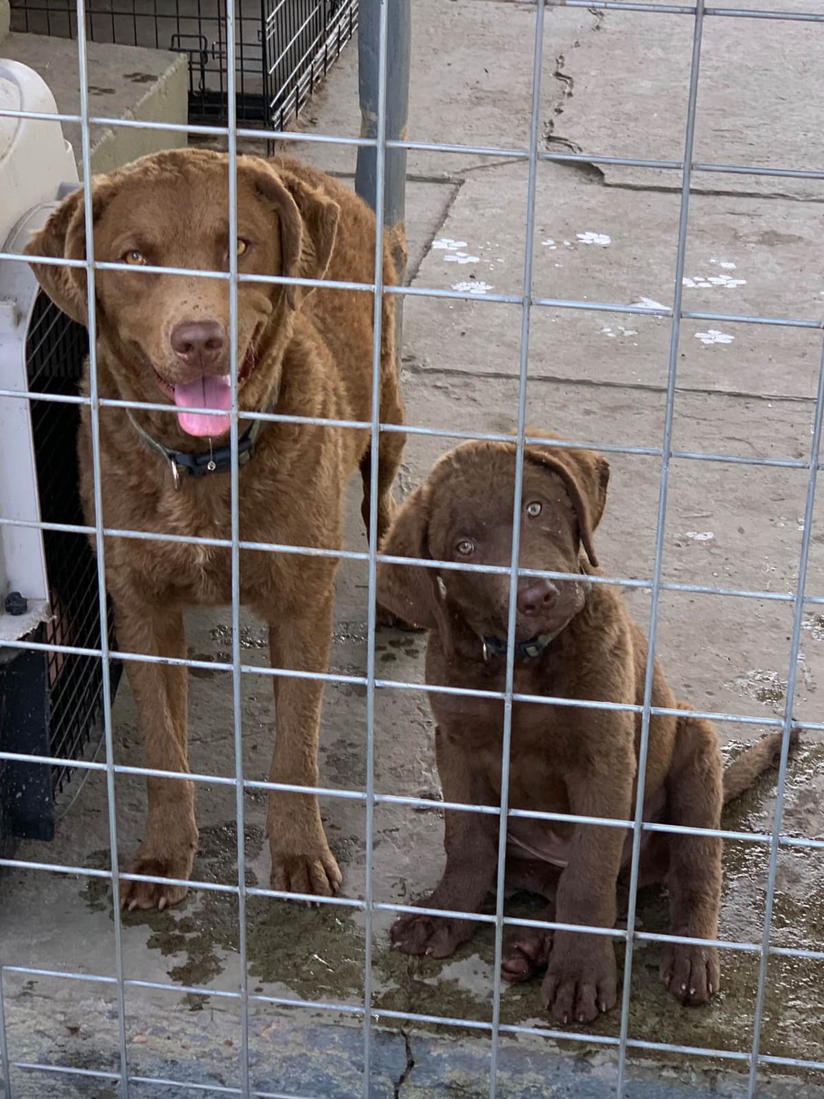 Chesapeake Bay Retrievers - Championship Bloodline breeder image 9