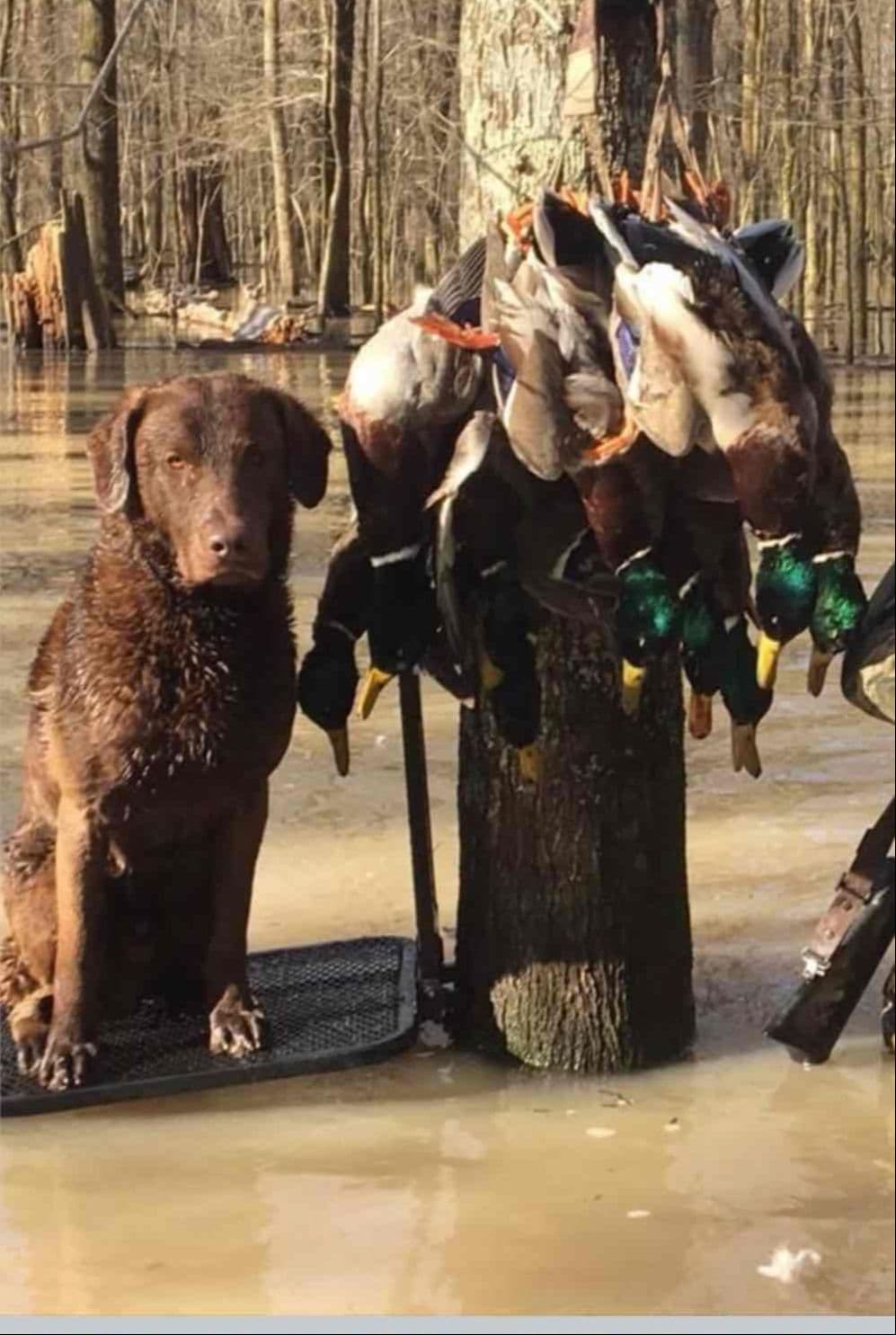 Chesapeake Bay Retrievers - Championship Bloodline breeder image 1
