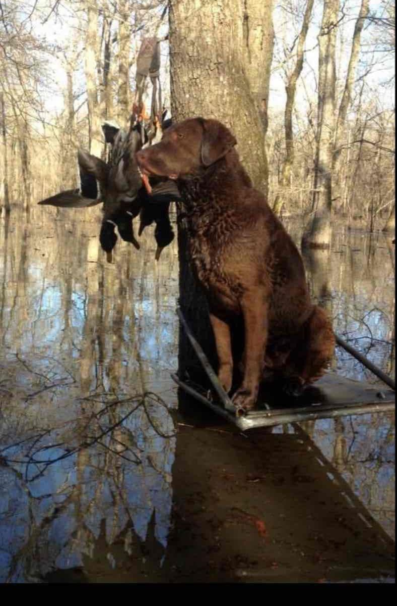Chesapeake Bay Retrievers - Championship Bloodline breeder image 2