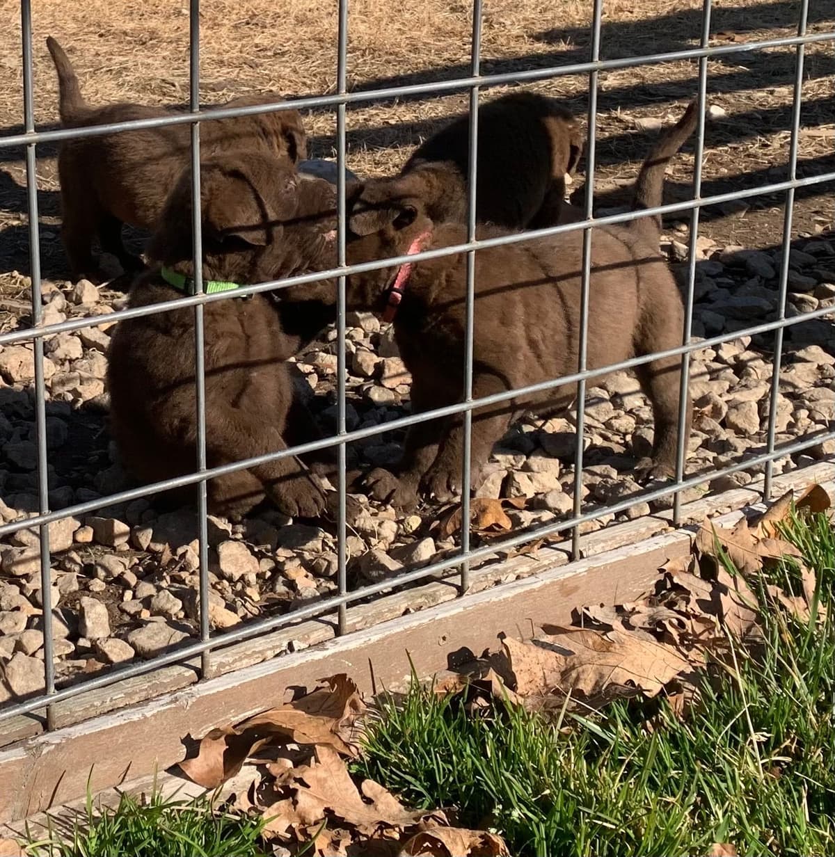 Chesapeake Bay Retrievers - Championship Bloodline breeder image 12