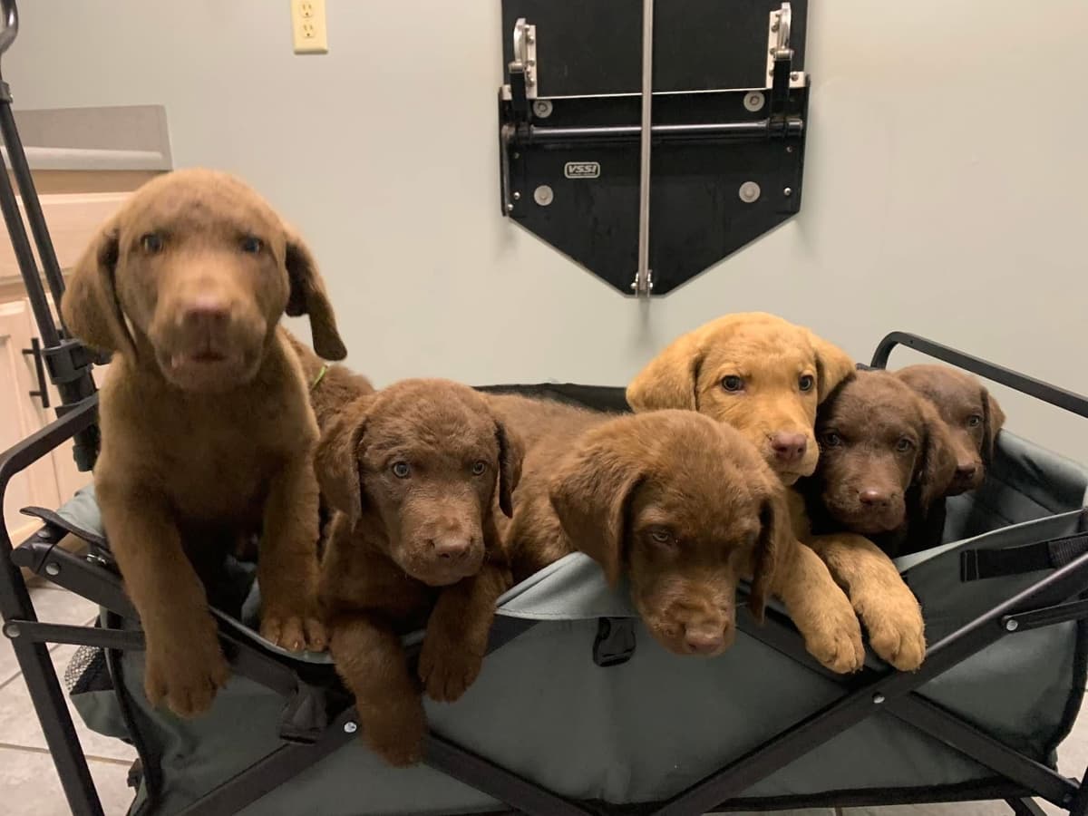 Chesapeake Bay Retrievers - Championship Bloodline breeder image 15