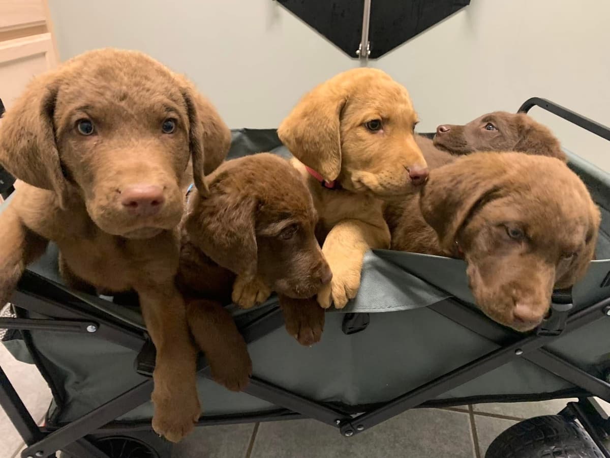 Chesapeake Bay Retrievers - Championship Bloodline breeder image 16