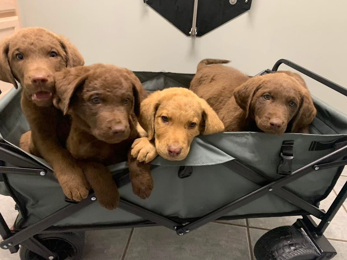 Chesapeake Bay Retrievers - Championship Bloodline breeder image 17