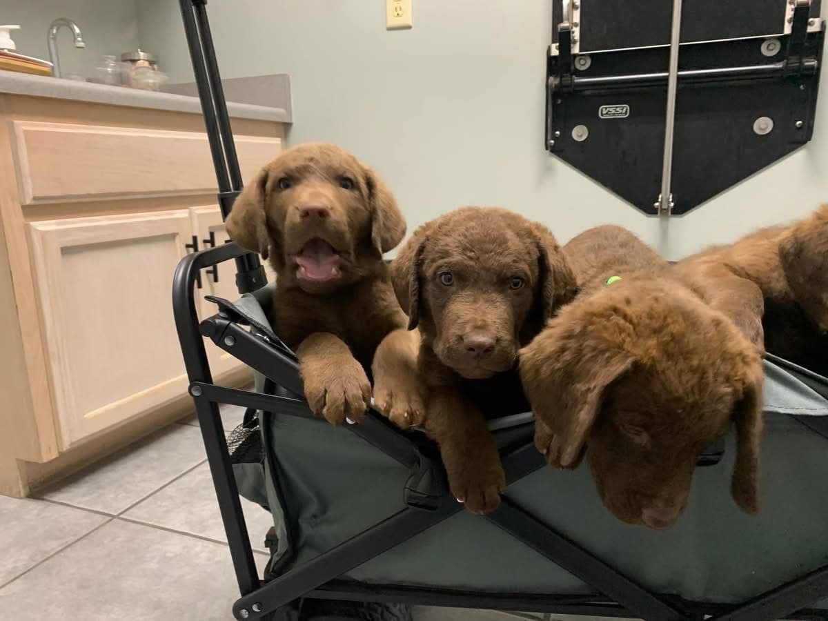 Chesapeake Bay Retrievers - Championship Bloodline breeder image 13
