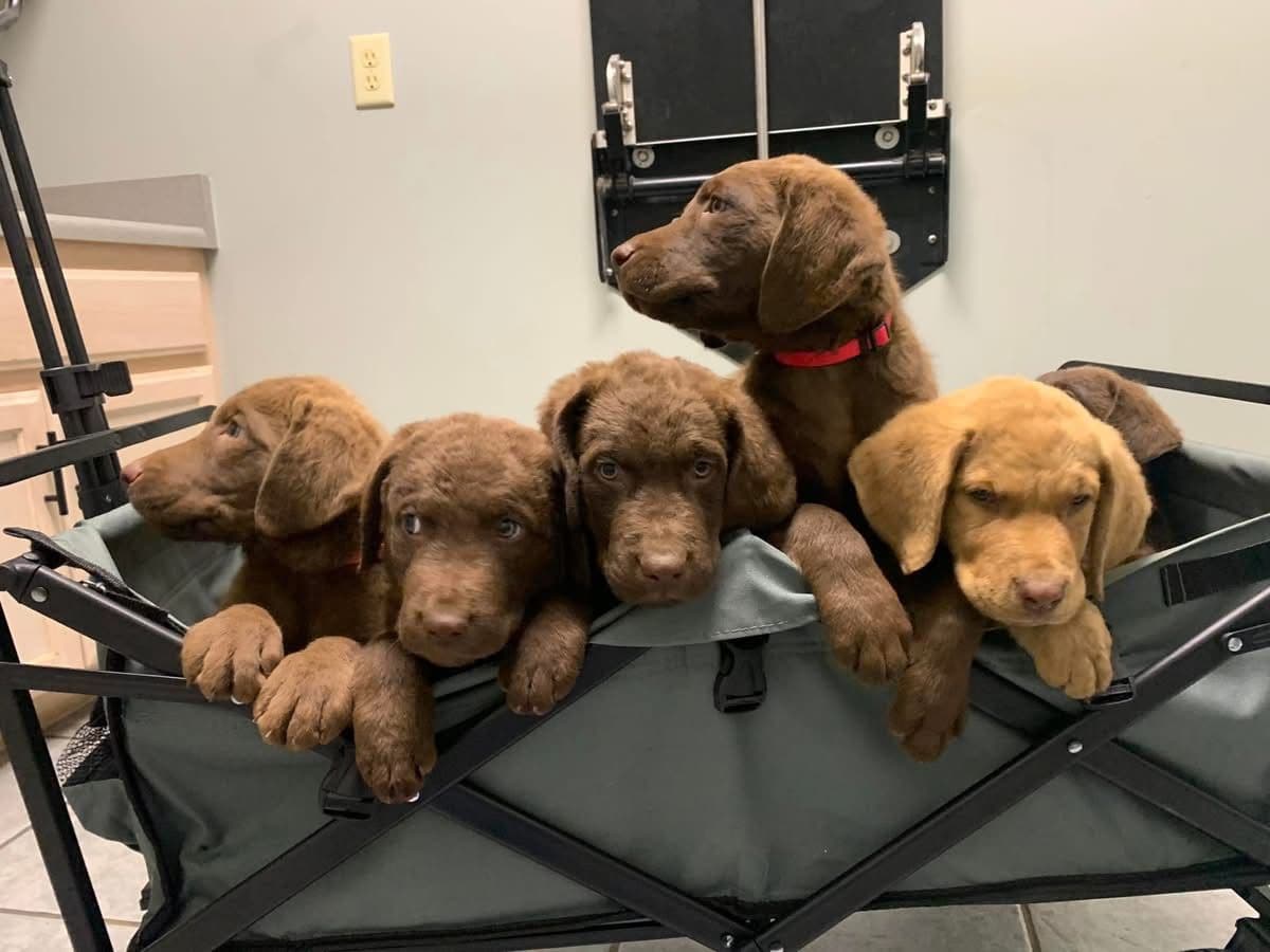 Chesapeake Bay Retrievers - Championship Bloodline breeder image 14