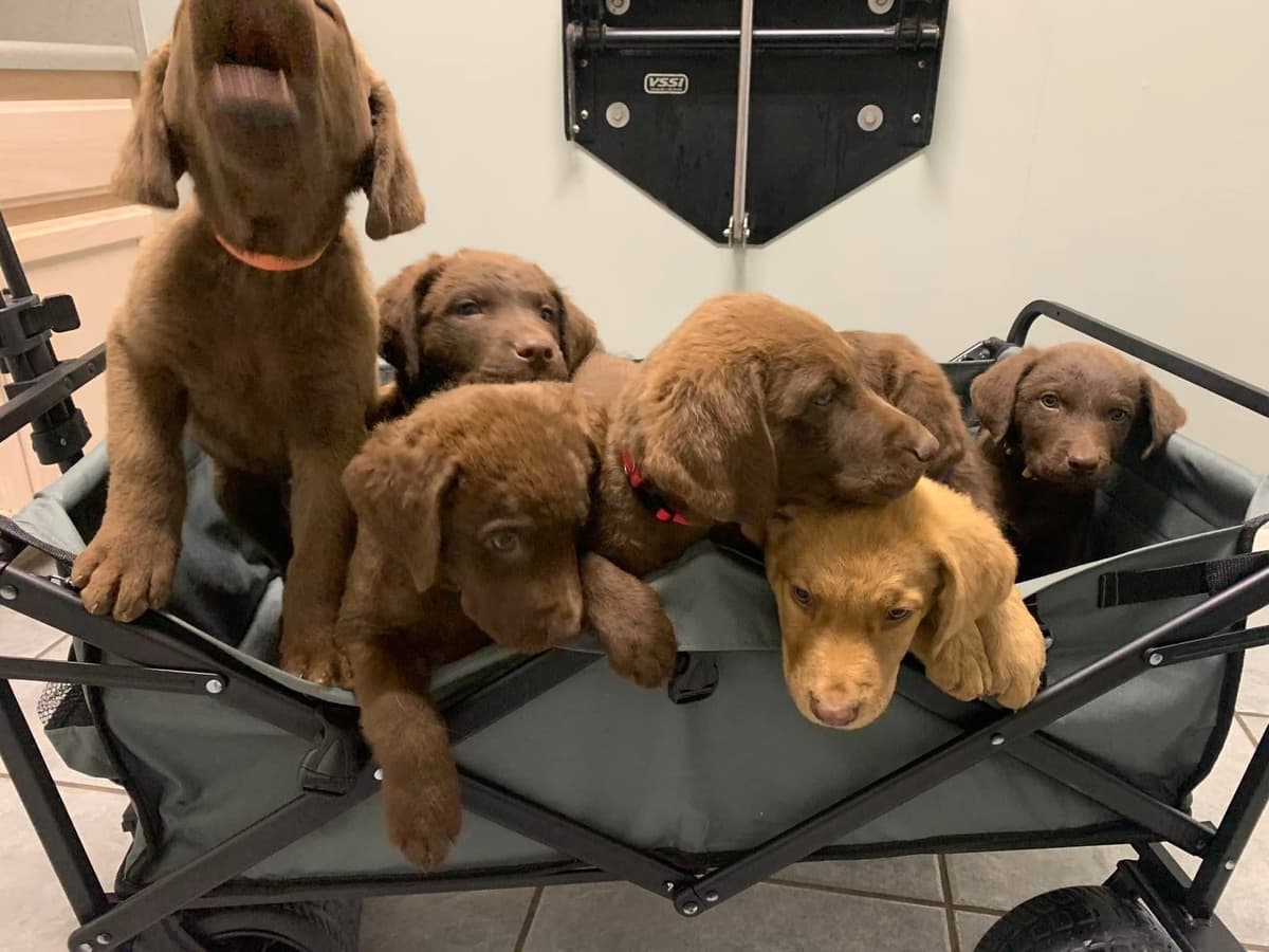 Chesapeake Bay Retrievers - Championship Bloodline breeder image 19