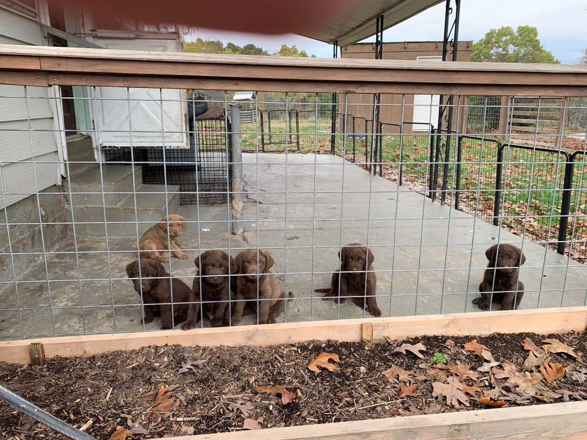 Chesapeake Bay Retrievers - Championship Bloodline breeder image 21