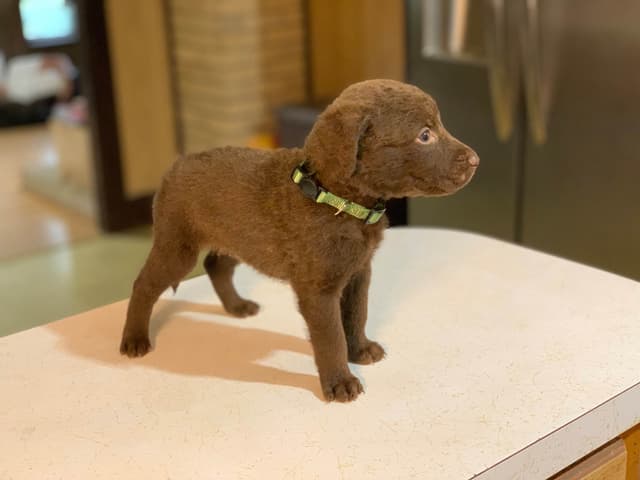 Chesapeake Bay Retrievers - Championship Bloodline media 2