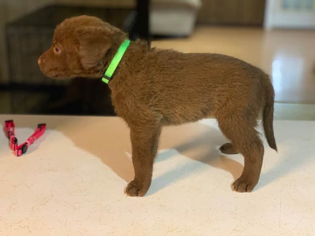 Chesapeake Bay Retrievers - Championship Bloodline media 5