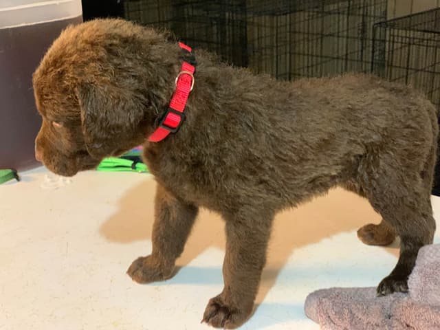 Chesapeake Bay Retrievers - Championship Bloodline media 9