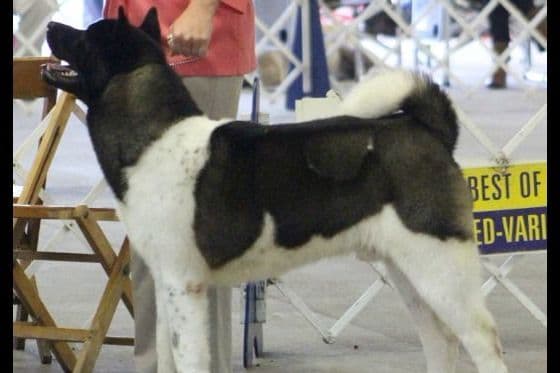 Akita Puppies breeder image 1