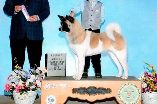 Akita Puppies breeder image 3