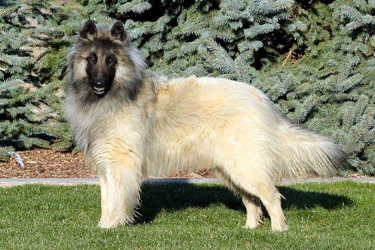 Akita Puppies breeder image 5
