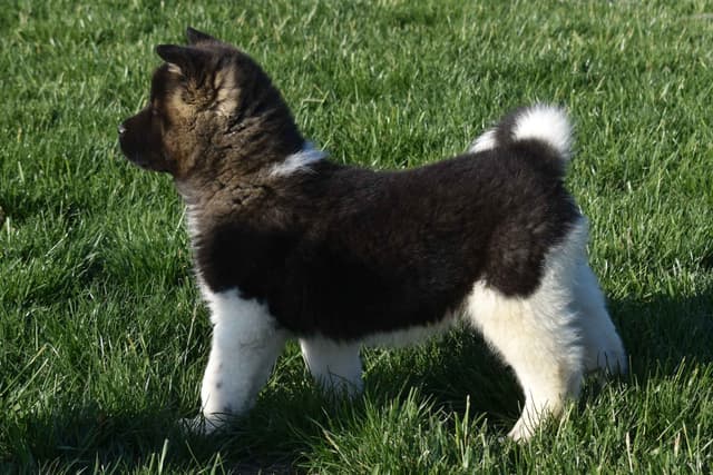 Akita Puppies media 2