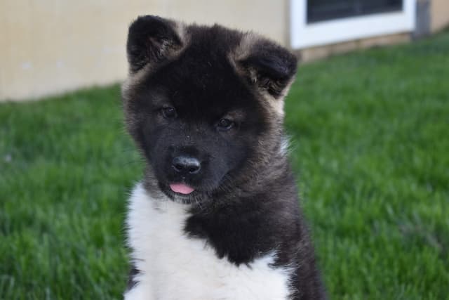 Akita Puppies media 3